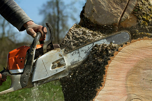 How Our Tree Care Process Works  in  Helena Valley Southeast, MT